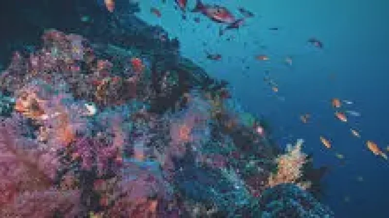 House Reef – Colorful coral and small marine(6)