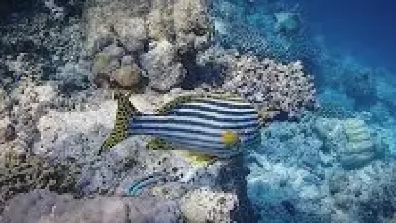 House Reef – Colorful coral and(1)