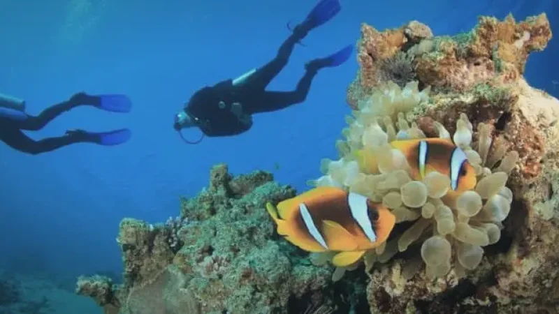 House Reef – Colorful marine life and coral areas(5)