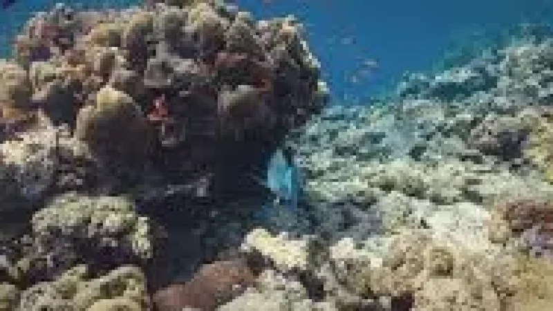 House Reef – Colorful marine life and shallow(2)