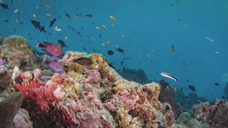 House Reef – Colorful reef close to the shore(5)