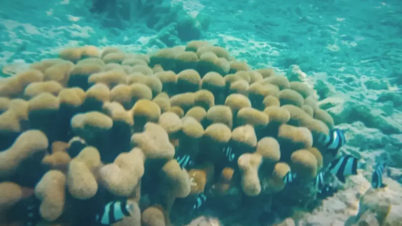 House Reef – Colorful shallow reef with coral and fish(4)