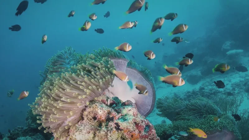 House Reef – Colorful shallow reef(2)