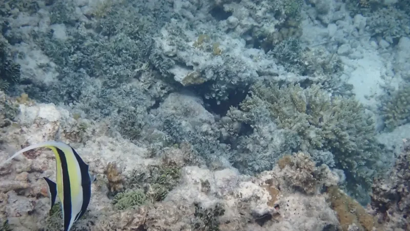 House Reef – Colorful shallow reef(7)