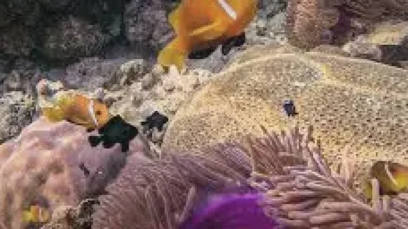 House Reef – Sh(1)