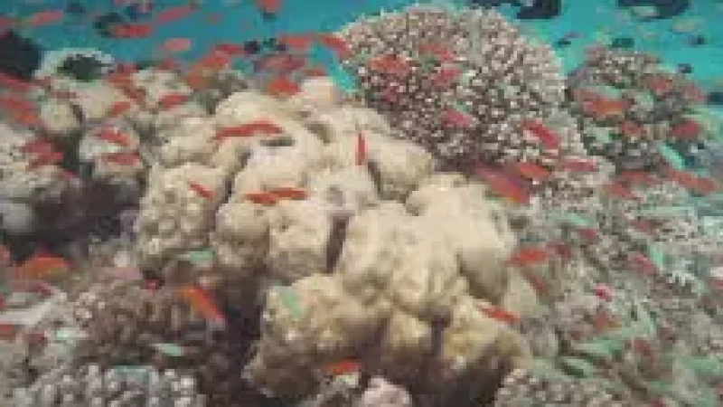 House Reef – Shall(2)