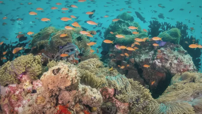 House Reef – Shallow colorful reef with fish and coral(3)