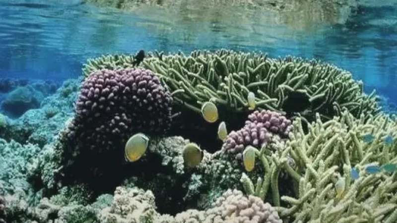 House Reef – Shallow colorful reef(4)
