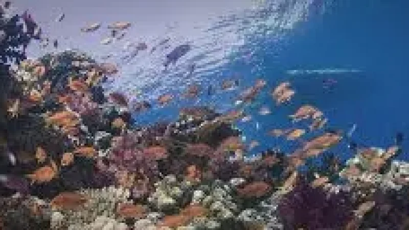 House Reef – Shallow colorful(3)