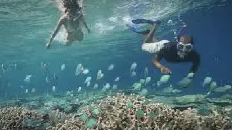 House Reef – Snorkeling area with colorful fish(5)