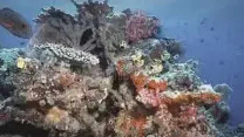 House Reef –(2)