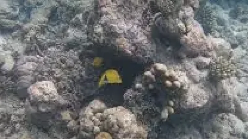 House Reef –(3)