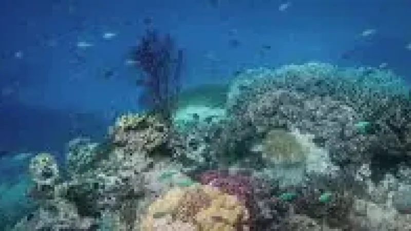 House Reef –(5)