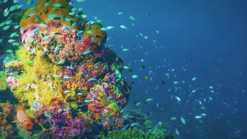 House Reef(1)