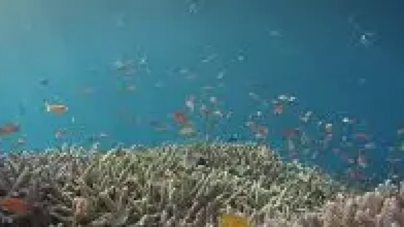 House Reef(1)