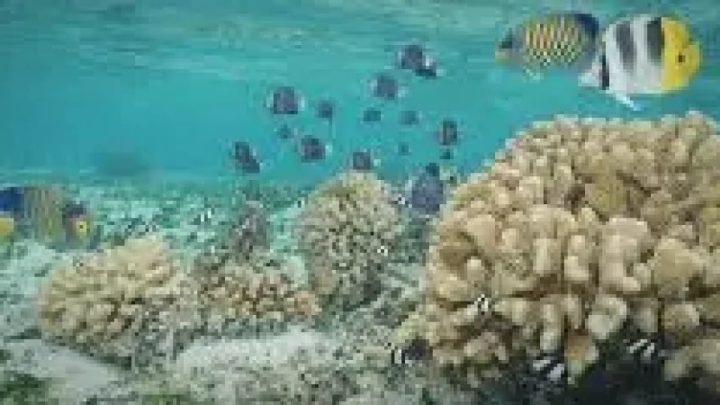 House Reef(1)