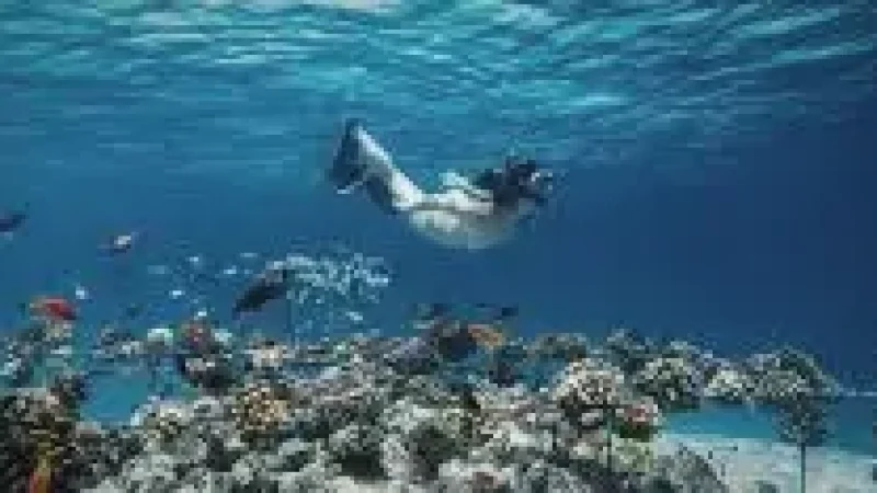 House Reef(1)