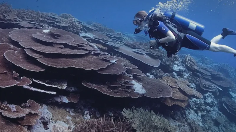 House Reef(3)