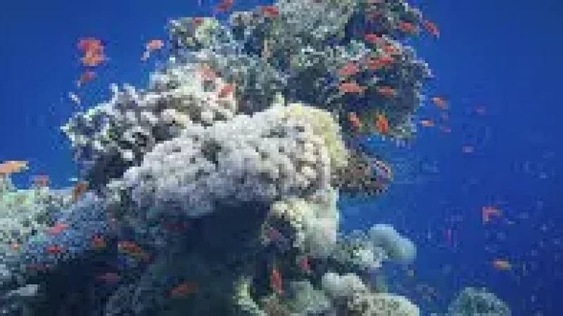 House Reef(4)