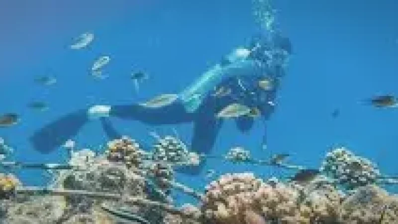 House Reef(4)