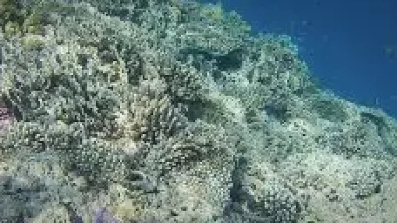 House Reef(5)