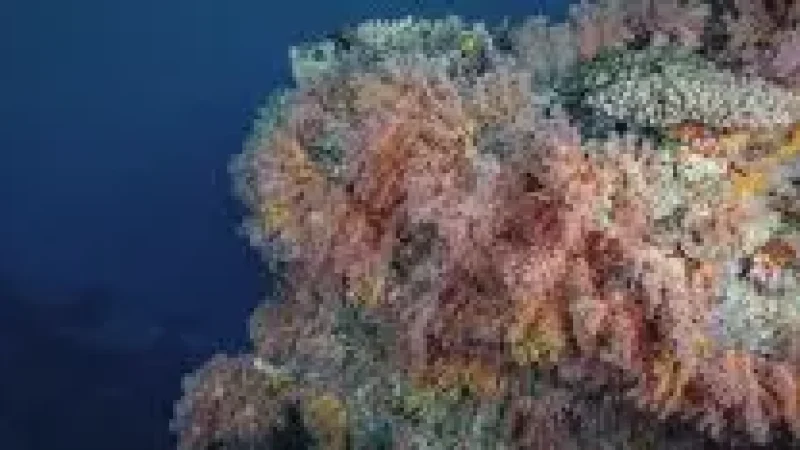 House Reef(6)