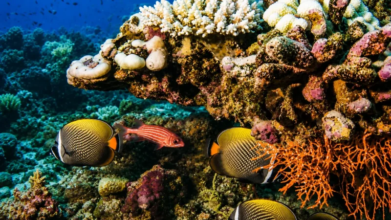House_Reef_–_Colorful_coral_and_small_marine_life__04