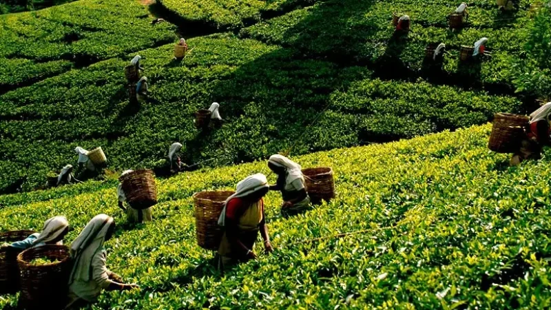 Hunnasgiriya Tea Trails1