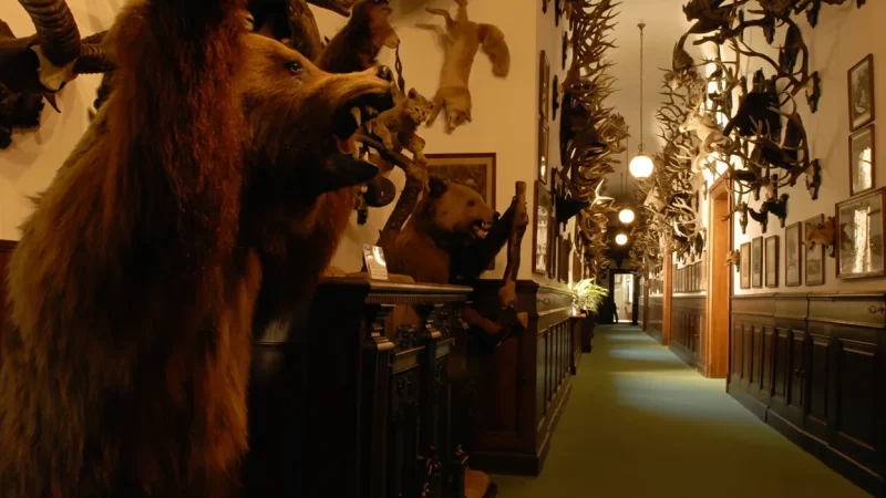 Hunting Trophy Rooms – Historic Displays(4)