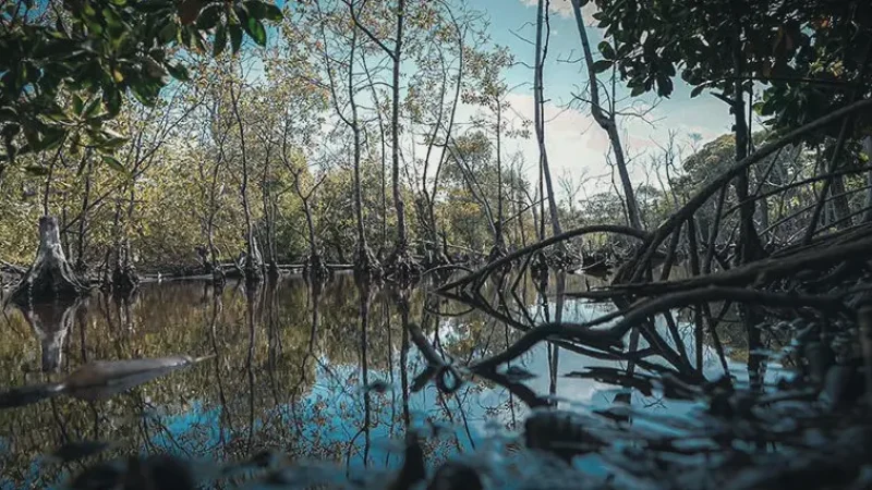Huraa Mangrove Forest(4)