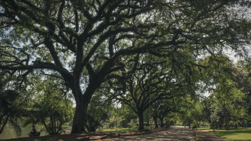 Ibirapuera Park – Main urban park(11)