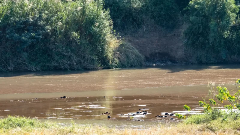 Imfolozi_River_тАУ_Wildlife_gathering_area_02