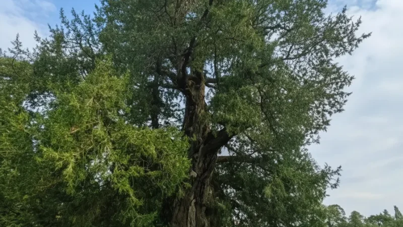 Imperial Garden – Royal garden(2)