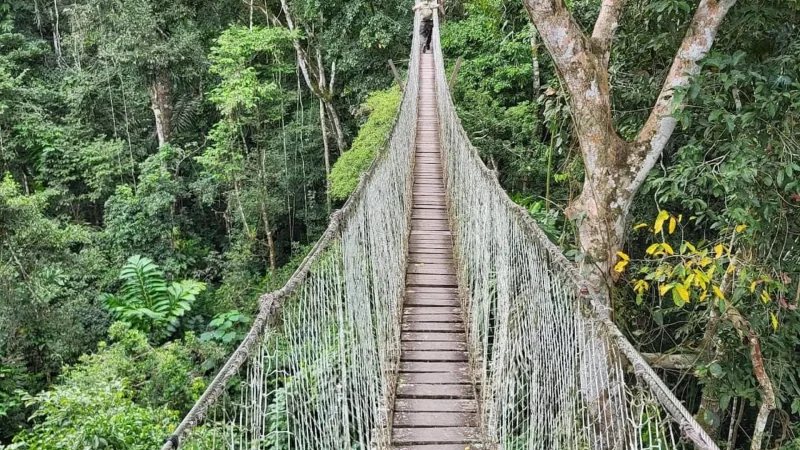 Inkaterra_Canopy_Walkway_–_Forest_canopy_views__01