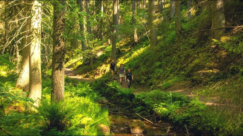 Inland Forest Trails – Quiet walking paths(5)