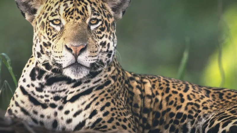 Jaguar Observation Zones – Wildlife spotting(1)