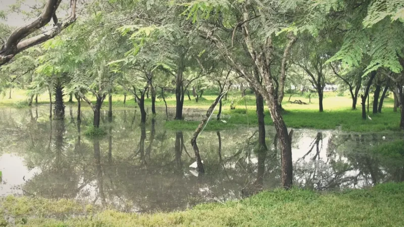 Janauari Ecological Park(3)