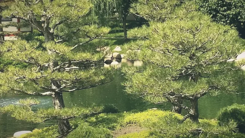 Japanese Garden (Jardim Japonês BH)(6)