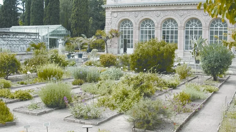 Jardin des Plantes de Montpellier(3)
