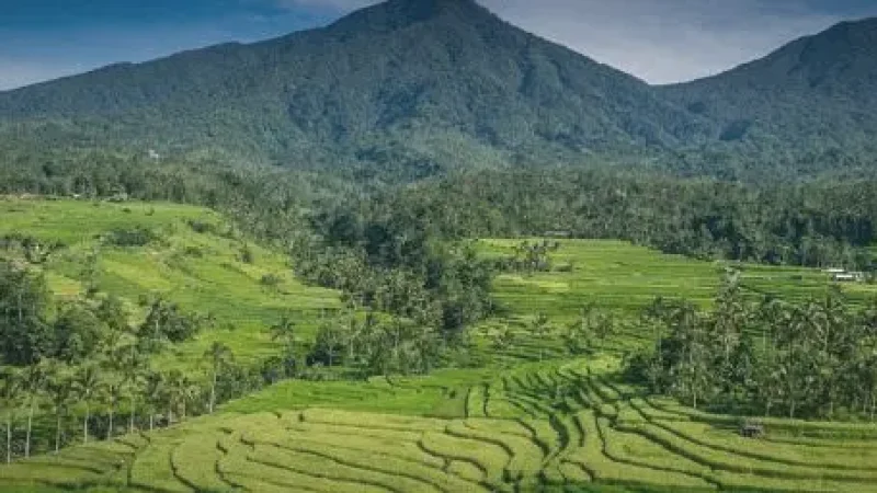Jatiluwih Viewpoint Café(4)