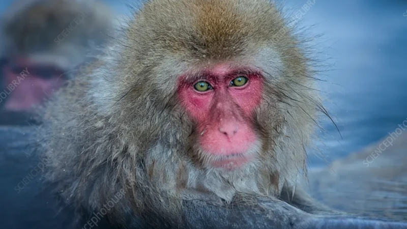 Jigokudani Snow Monkey Park(5)