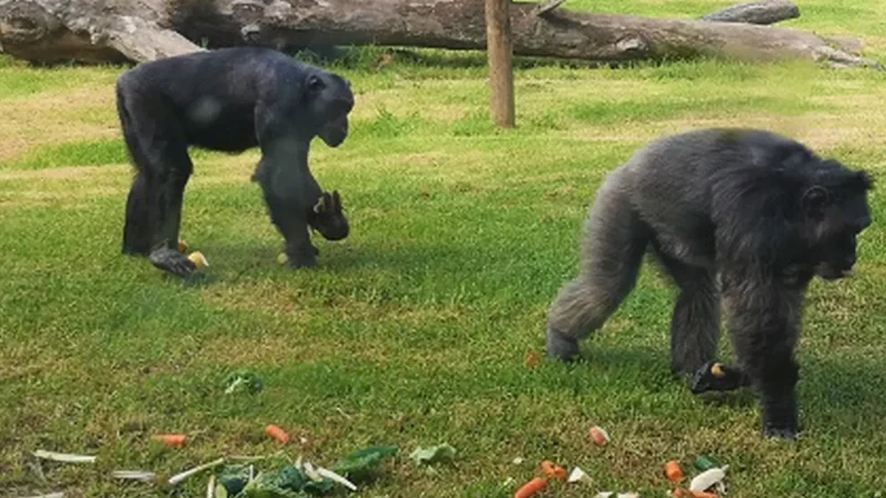 Johannesburg_Zoo_тАУ_Large_urban_zoo_03