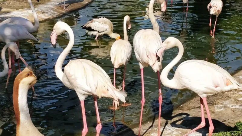KL_Bird_Park_05