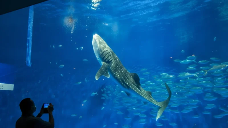 Kagoshima City Aquarium(1)