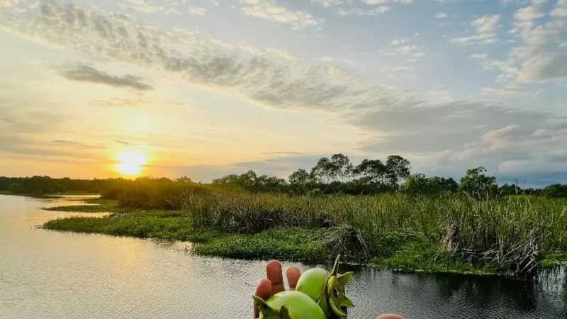 Kalametiya Bird Sanctuary 04