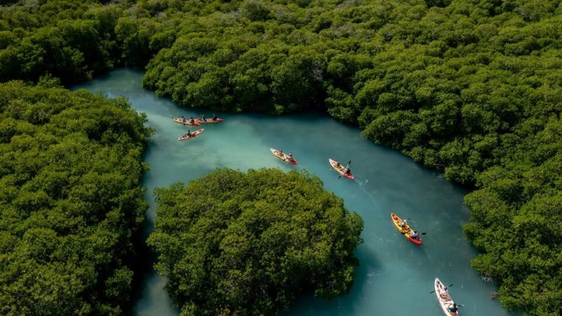 Kalba Mangrove Kayak Tours4