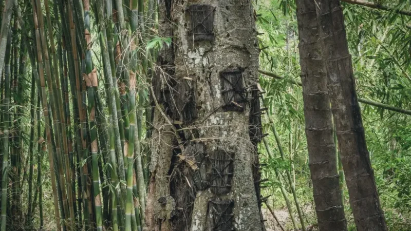 Kambira Baby Graves(6)