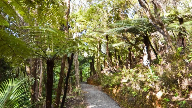 Kauri_Grove_Walk_тАУ_Forest_walk_02