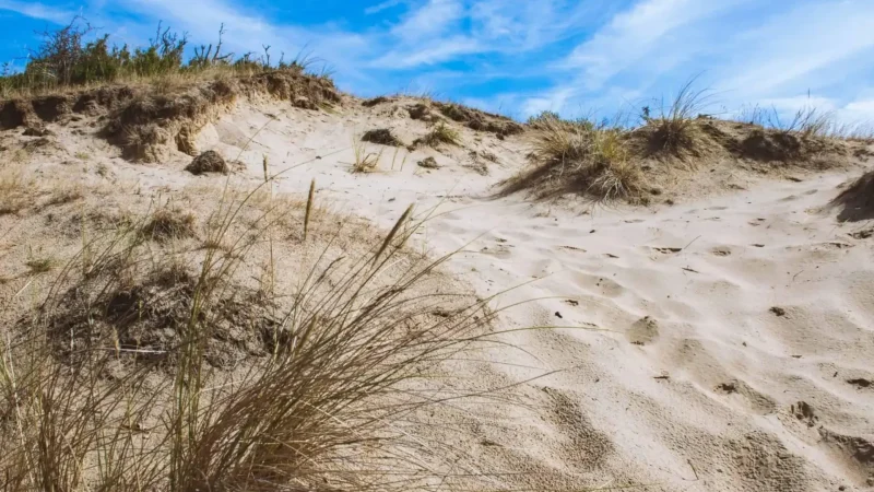 Kennemer_Dunes_–_Natural_coastal_dune_areas__04