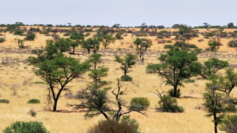 Kgalagadi_Transfrontier_Park_тАУ_Vast_desert_wilderness_04